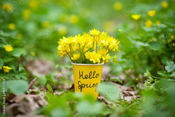 Obraz Hello spring. Yellow spring flowers in a cup with the inscription hello spring stand on fields of spring flowers