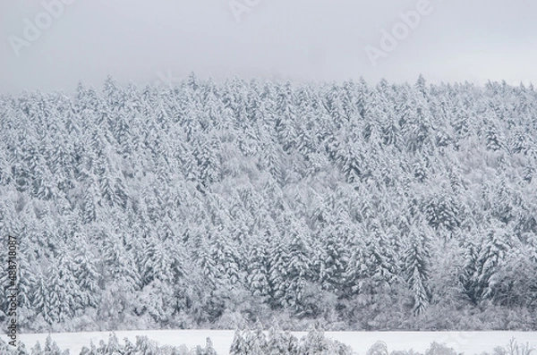Fototapeta snow covered trees