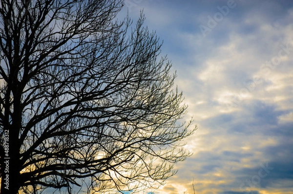 Fototapeta tree at sunset