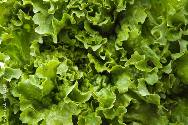 Obraz Lettuce