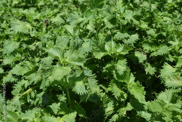 Fototapeta シソ畑 葉物野菜