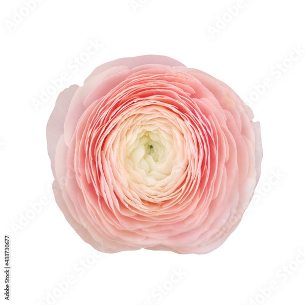 Obraz Macro photo pink ranunculus on white isolated background