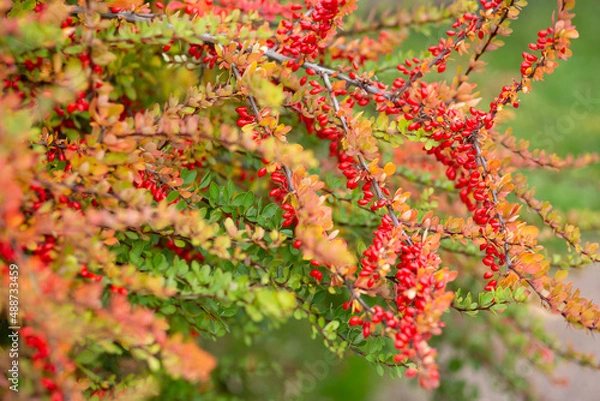 Fototapeta Red ripe barberry on an autumn branch