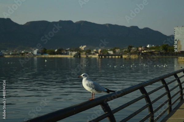Obraz seagull on the pier