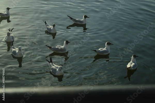 Fototapeta flock of seagulls