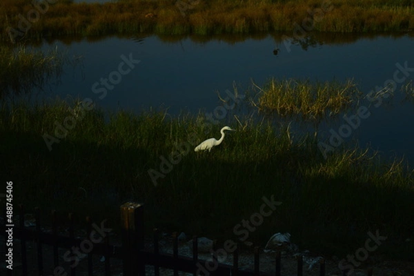 Fototapeta snowy egret in flight