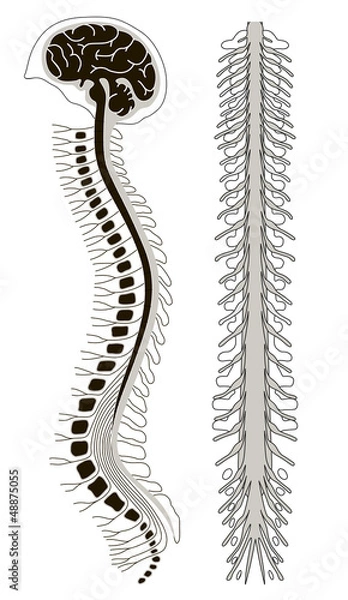 Obraz human brian with spinal cord and spinal column