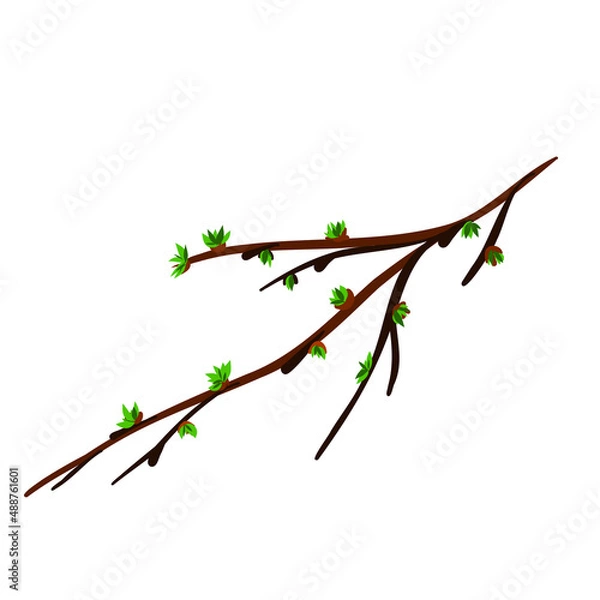 Obraz A spring twig with budding leaves.