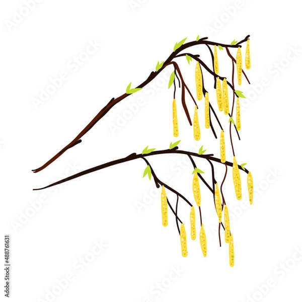 Obraz A twig from a birch tree with leaves and yellow earrings.