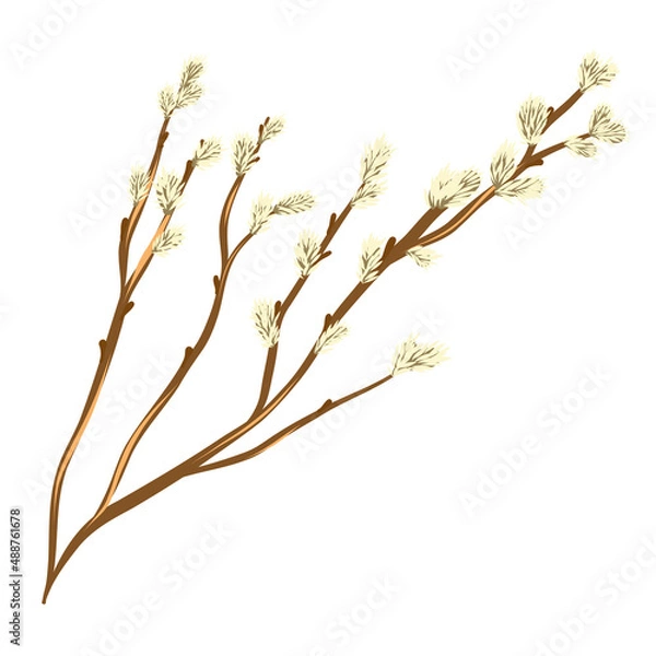 Obraz A willow twig with fluffy buds.
