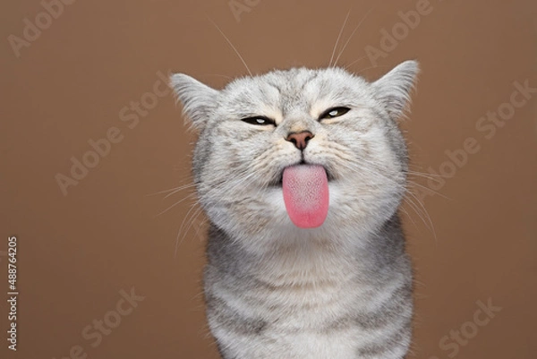 Fototapeta cute cat sticking out tongue licking invisible glass pane making funny face on brown background with copy space