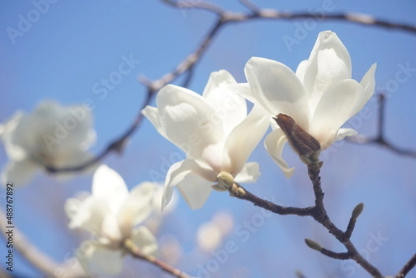 Fototapeta モクレン