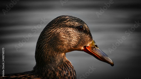Fototapeta Ente closeup