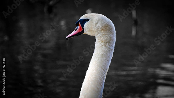 Fototapeta Edler Schwan