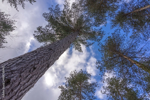 Fototapeta Tall pine trees reaching for the sunlight