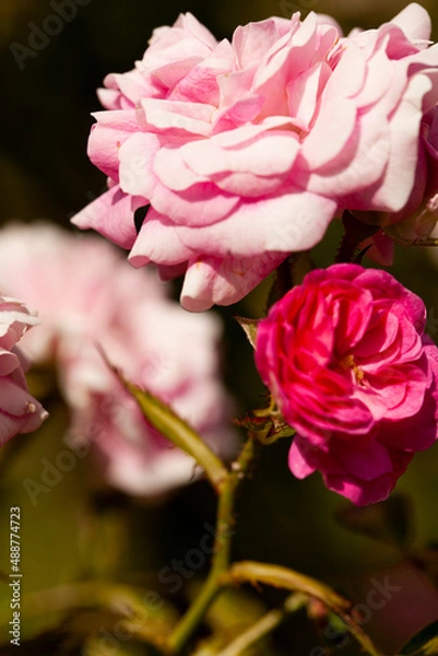 Obraz Rose, roseraie