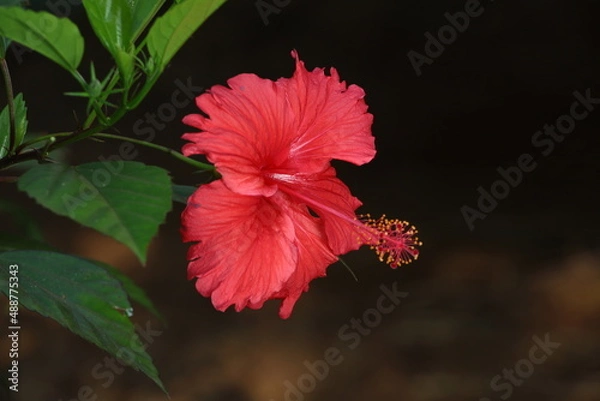 Obraz red hibiscus flower