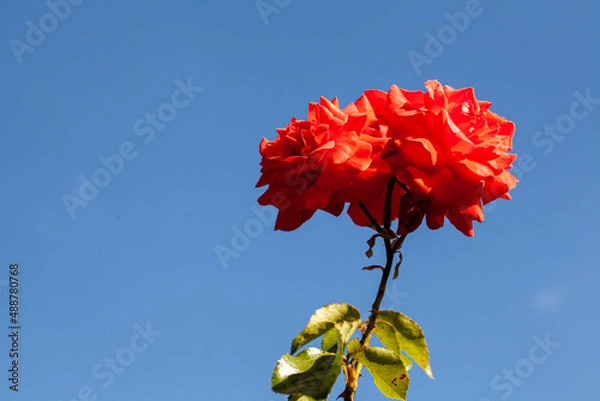 Obraz Rose, roseraie