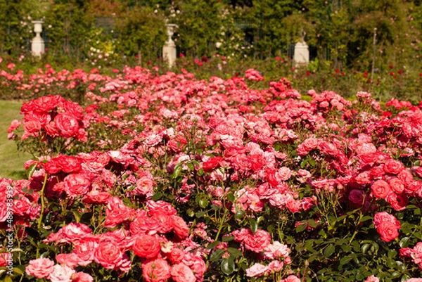 Obraz Roses, roseraie