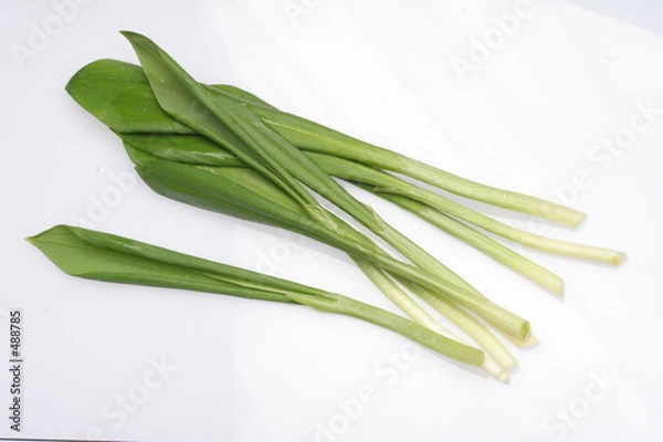 Fototapeta wild leek