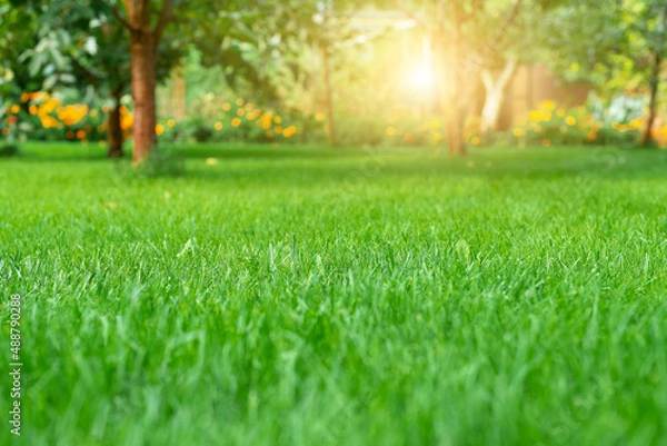 Obraz Mowed green backyard grass under trees closeup view