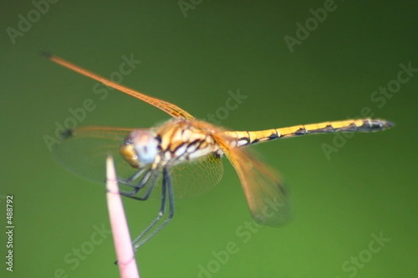 Obraz dragon fly
