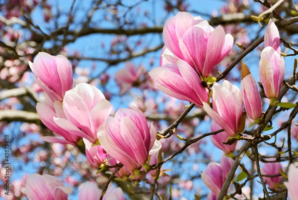 Fototapeta Magnolie na tle błękitnego nieba