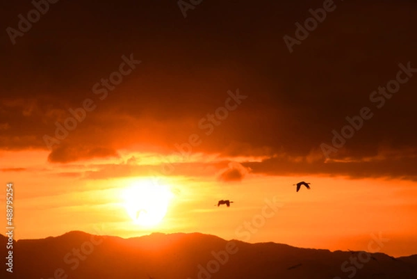 Fototapeta 鹿児島県出水市に渡来するツルと初日の出
