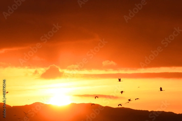 Obraz 鹿児島県出水市に渡来するツルと初日の出
