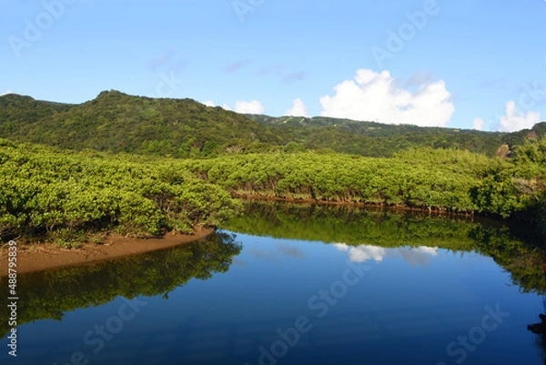 Obraz 鹿児島・種子島マングローブパーク
