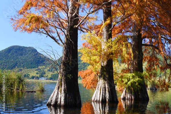 Fototapeta 鹿児島県・藺牟田池のラクウショウの紅葉
