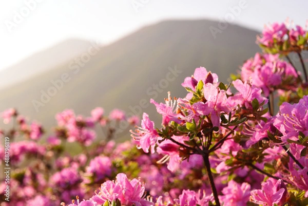 Fototapeta 朝露のミヤマキリシマと高千穂峰
