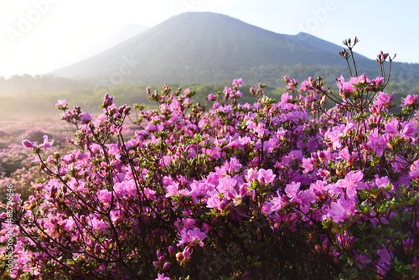 Fototapeta 朝露のミヤマキリシマと高千穂峰
