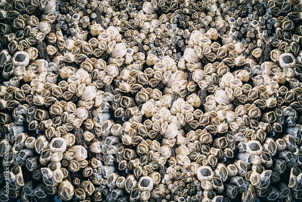 Obraz Barnacles on seashore  macro.