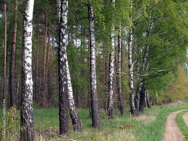 Obraz OLYMPUS DIGITAL CAMERA