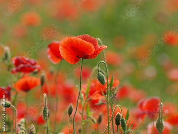 Obraz OLYMPUS DIGITAL CAMERA