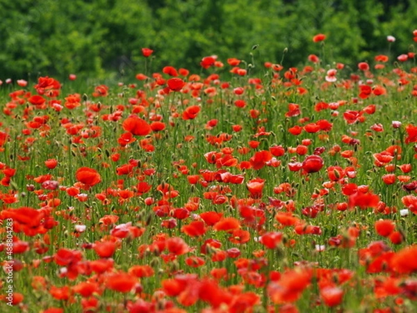 Obraz OLYMPUS DIGITAL CAMERA