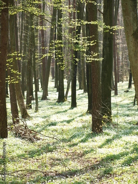 Obraz OLYMPUS DIGITAL CAMERA