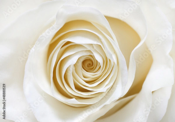 Obraz white rose