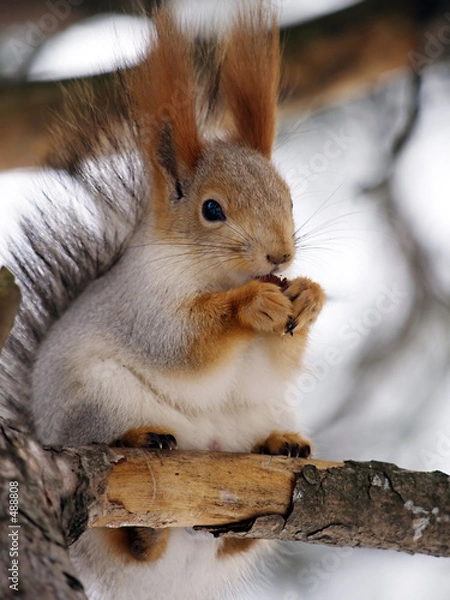 Fototapeta squirrel