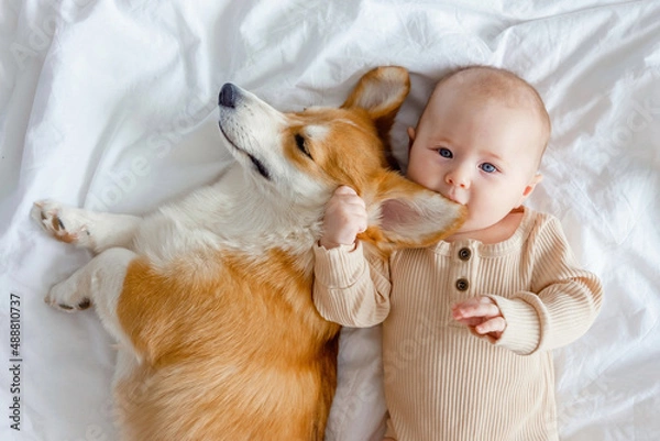 Fototapeta An infant and ginger corgi pembroke laying on a white sheet and looking at the camera, top view. Relationships between baby and dog. Baby biting dog's ear. Fur allergy. Families with pets and newborn.