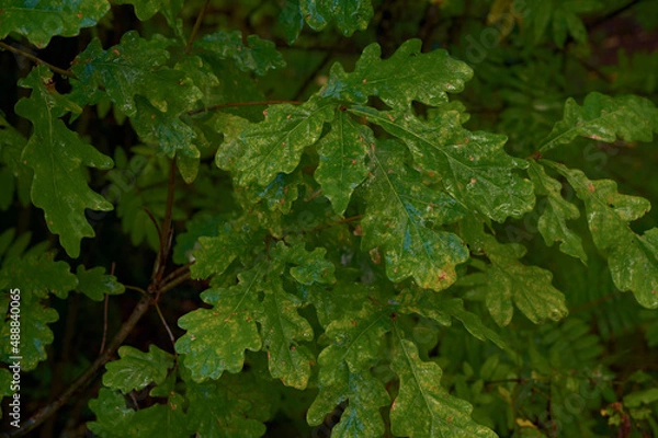 Fototapeta _DSC20210903F16