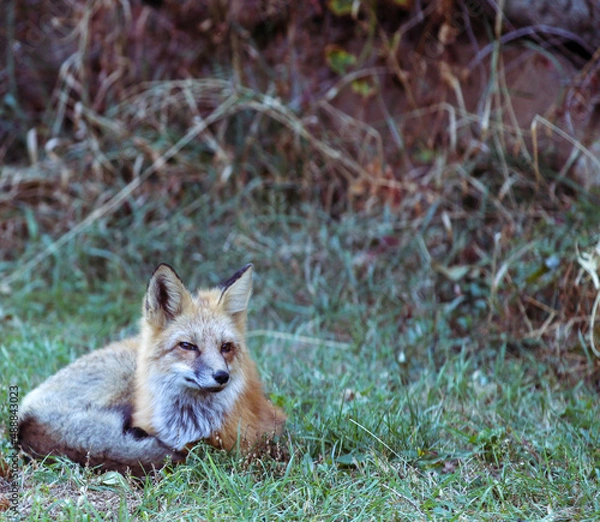Obraz red fox vulpes