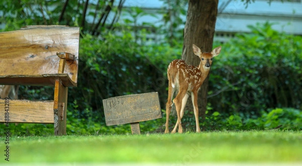 Obraz giraffe in the zoo