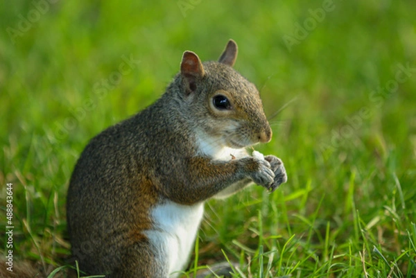 Obraz squirrel in the park
