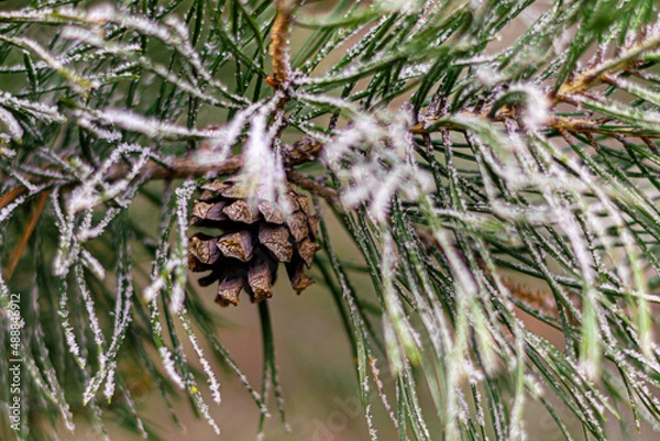 Fototapeta frozen branch of a Christmas tree with cones