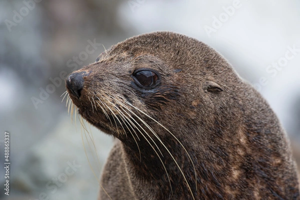 Obraz Sea lion portrait
