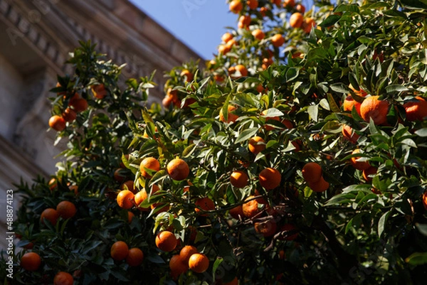 Fototapeta Tangerines grow on a tree.