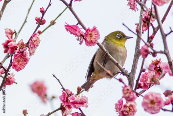 Fototapeta ウメジロー