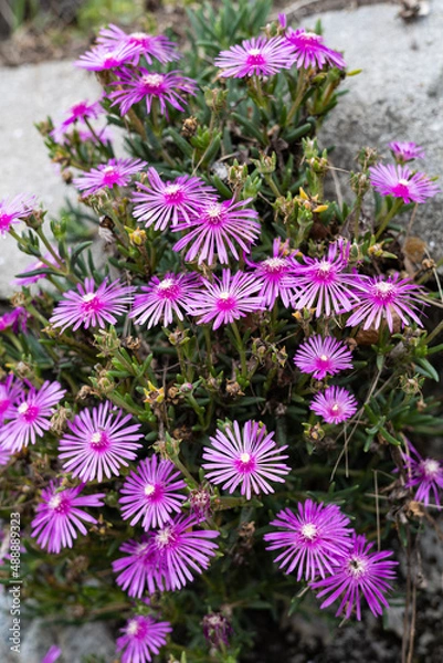 Obraz EOSRP.広島市内、ユウゼンギクかコギク。